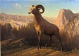 A Rocky Mountain Sheep Ovis Montana by Albert Bierstadt